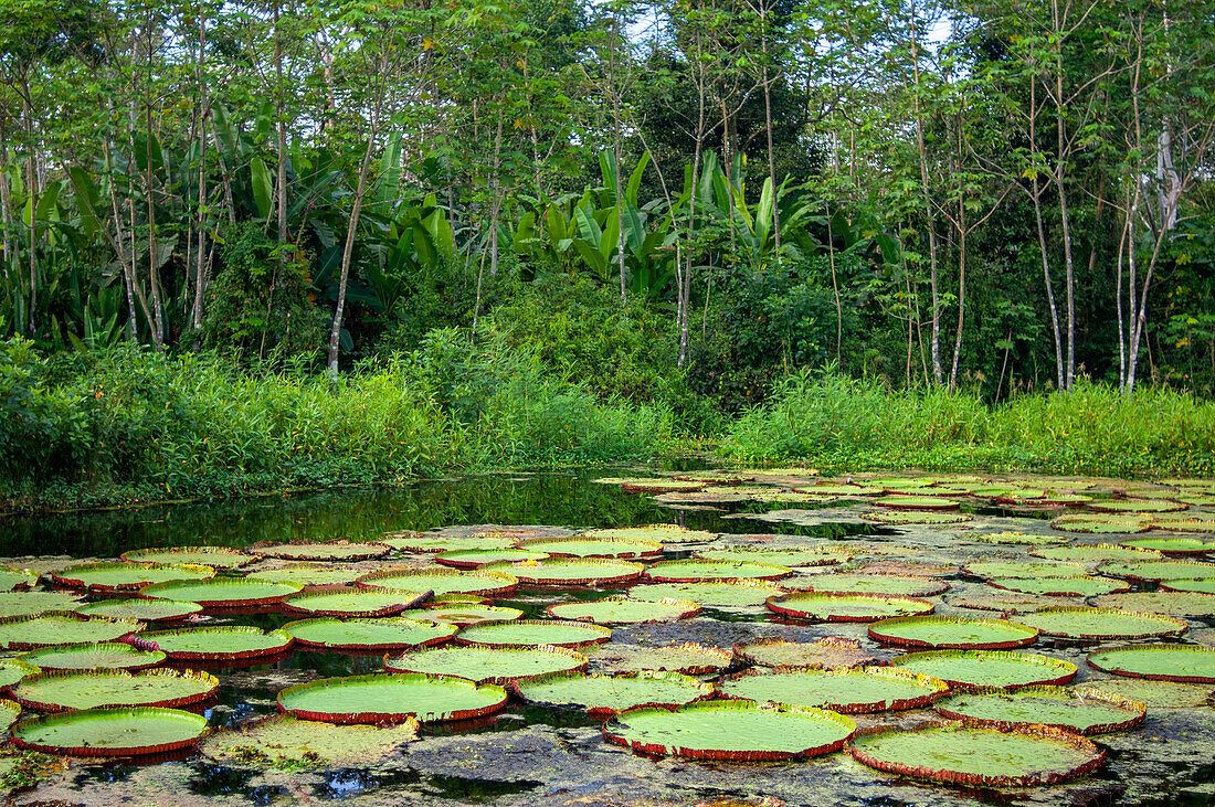Victoria amazonica ist eine blühende Pflanzenart, die größte aus der Familie der Nymphaeaceae (Seerosengewächse) in der Nähe von Iquitos, Loreto, Peru. Fahrt auf einem der Nebenflüsse des Amazonas nach Iquitos, etwa 40 Kilometer nahe der Stadt Indiana