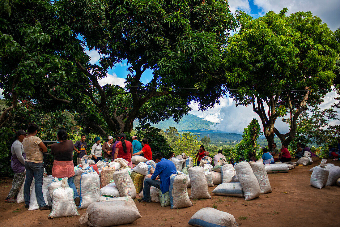 Workers of El Carmen State Organic Coffee brand plantations and distribution in Concepción de Ataco El Salvador Central America. Ruta De Las Flores, Department Of Sonsonate.