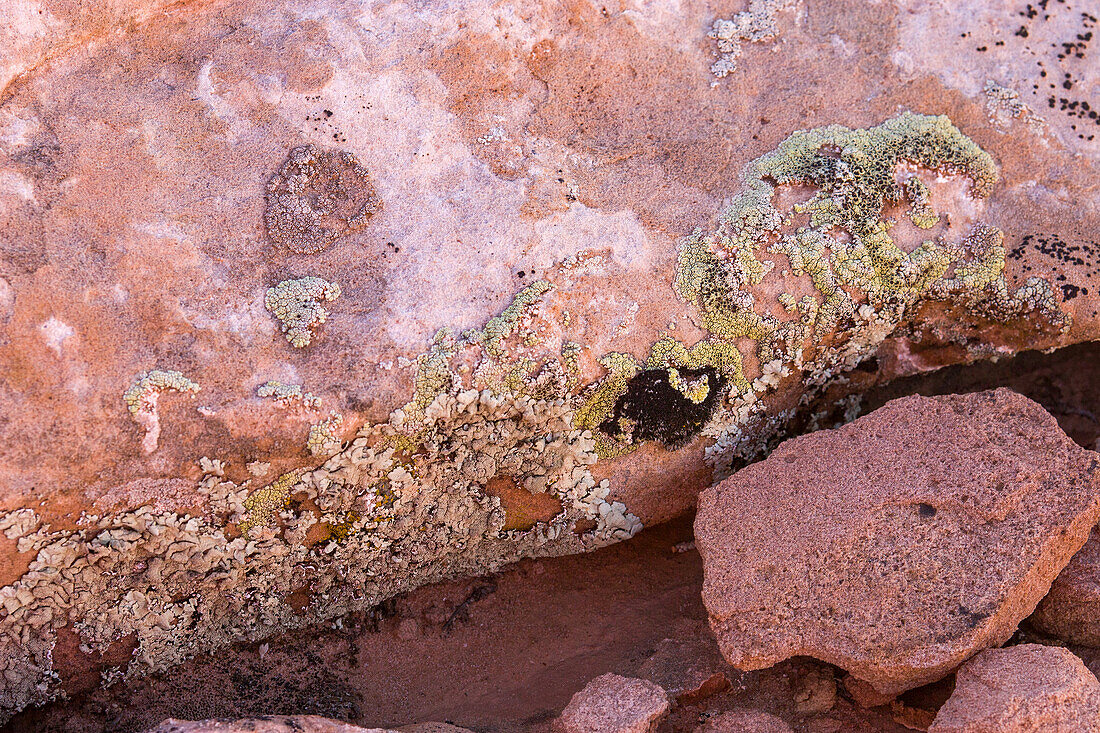 Krusten- und Blattflechten auf einem Sandsteinbrocken in der Wüste bei Moab, Utah