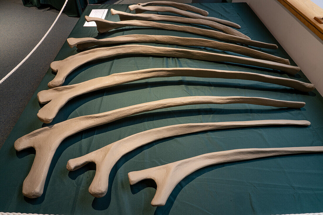 Casts of rib bones of Diplodocus carnegii, a large sauropod, in the USU Eastern Prehistoric Museum in Price, Utah.