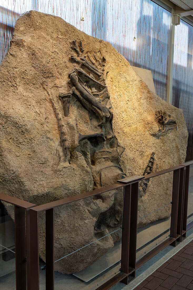 Cast of a fossilized skelton of an Allosaurus jimmadseni in the Quarry Exhibit Hall of Dinosaur National Monument in Utah.