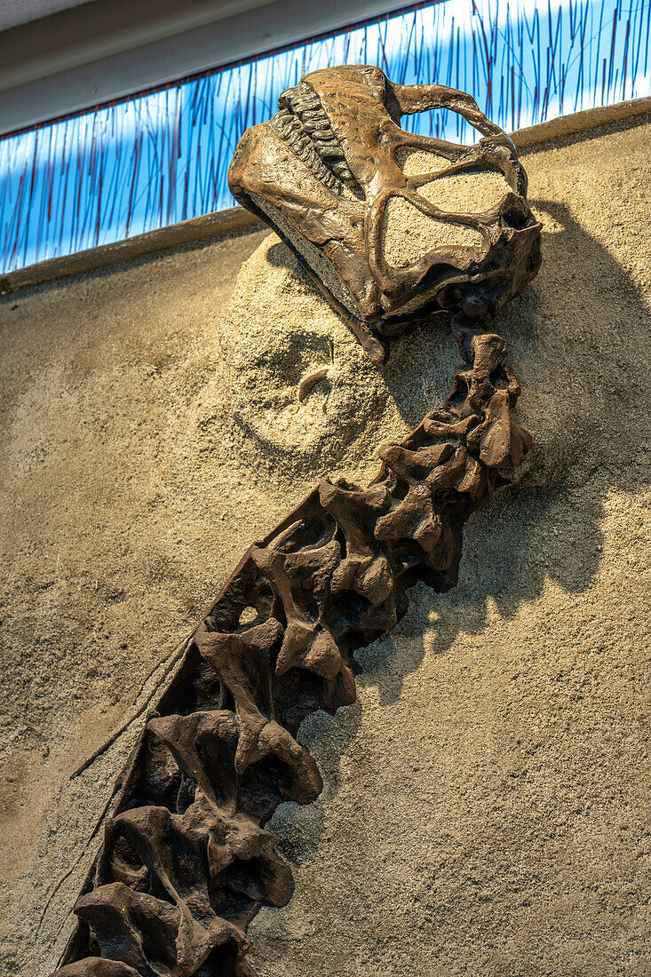 Der versteinerte Schädel und Hals eines jungen Camarasaurus in der Quarry Exhibit Hall des Dinosaur National Monument in Utah. Dies ist das vollständigste Sauropoden-Skelett, das je gefunden wurde