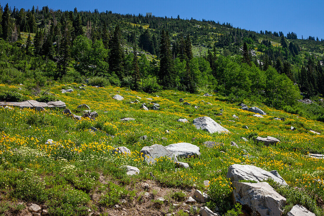 Sommerliche Wildblumenblüte im Albion Basin im Little Cottonwood Canyon bei Salt Lake City, Utah