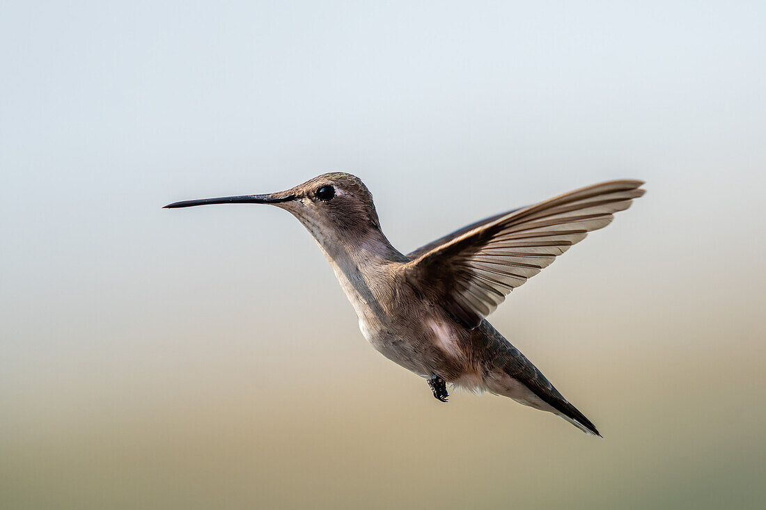 A female Black-chinned Hummingbird, Archilochus alexandri, hovering in flight.