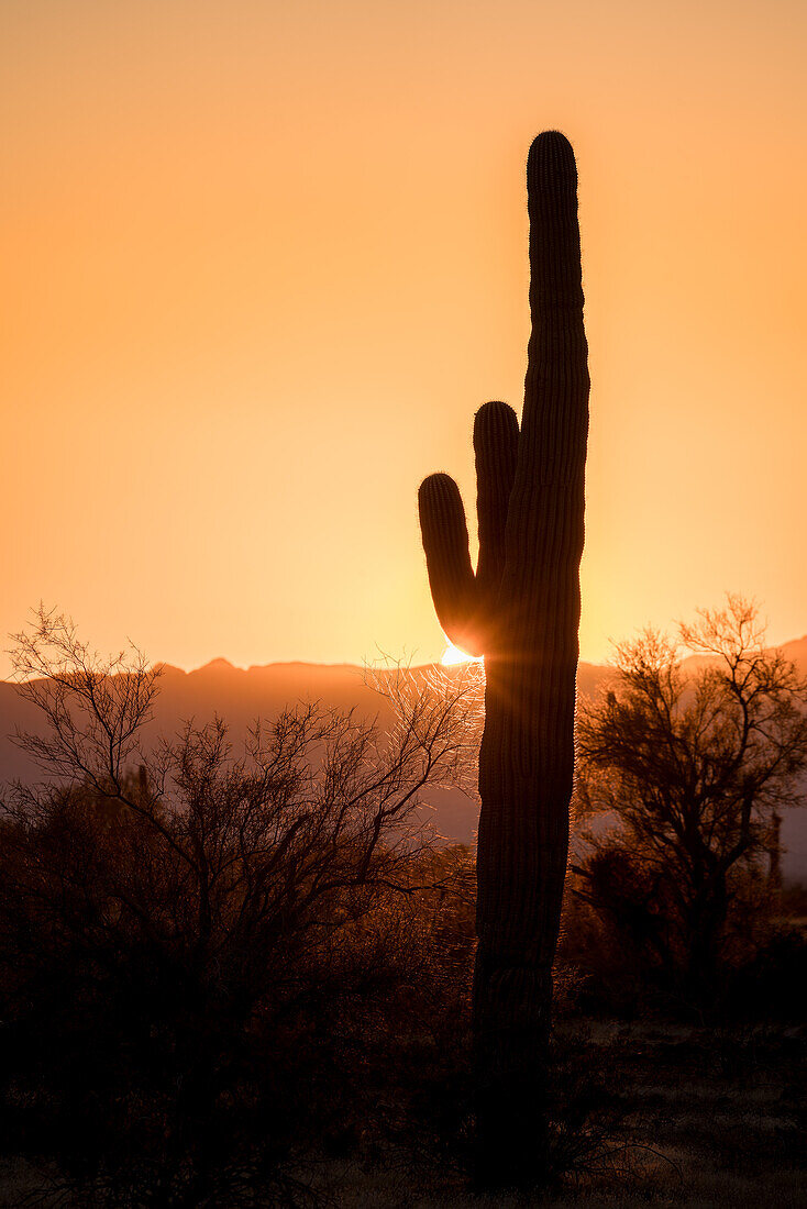 Sonnenuntergang durch ein Spinnennetz auf einem Saguaro-Kaktus in der Sonoran-Wüste bei Quartzsite, Arizona