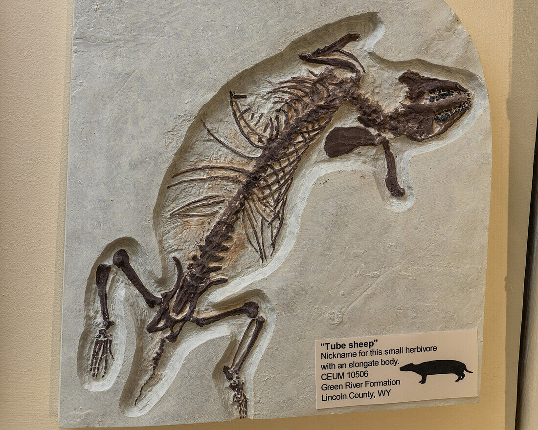 Fossil eines Röhrenschafs, Hyopsodus wortmani, eines kleinen Säugetiers, im USU Eastern Prehistoric Museum in Price, Utah