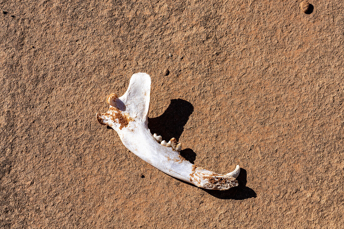 The mandible of a coyote, Canis latrans, by the Horseshoe Ruins in Hovenweep National Monument in Colorado.