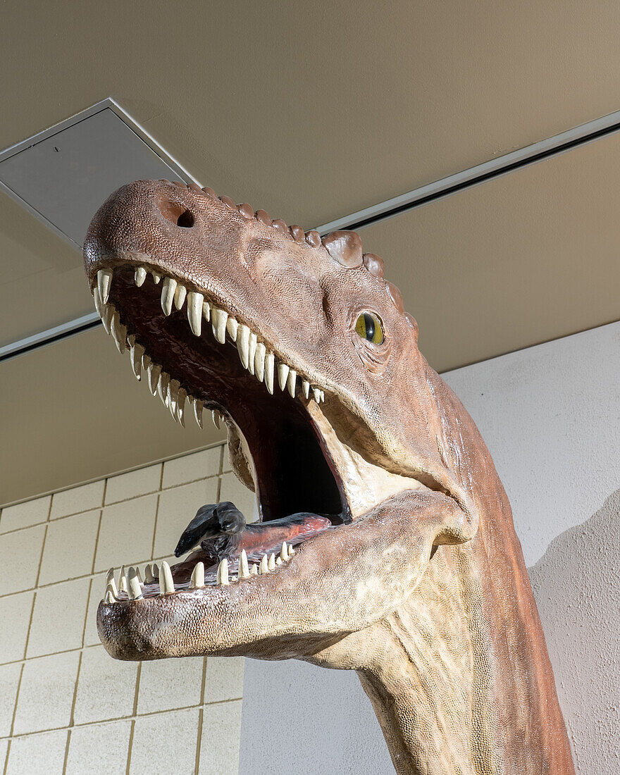 Reproduction of an allosaurus dinosaur head in the USU Eastern Prehistoric Museum, Price, Utah.
