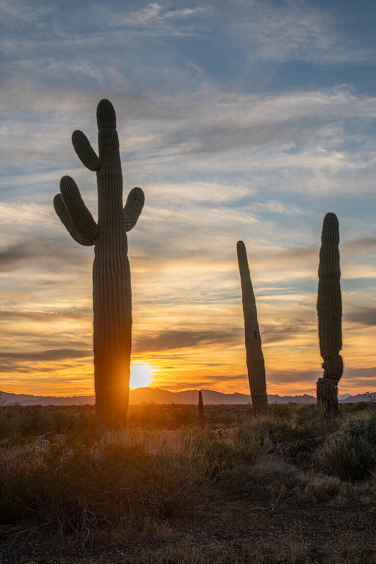 Saguaro-Kaktus bei Sonnenuntergang über den Dome Rock Mountains in der Sonoran-Wüste bei Quartzsite, Arizona