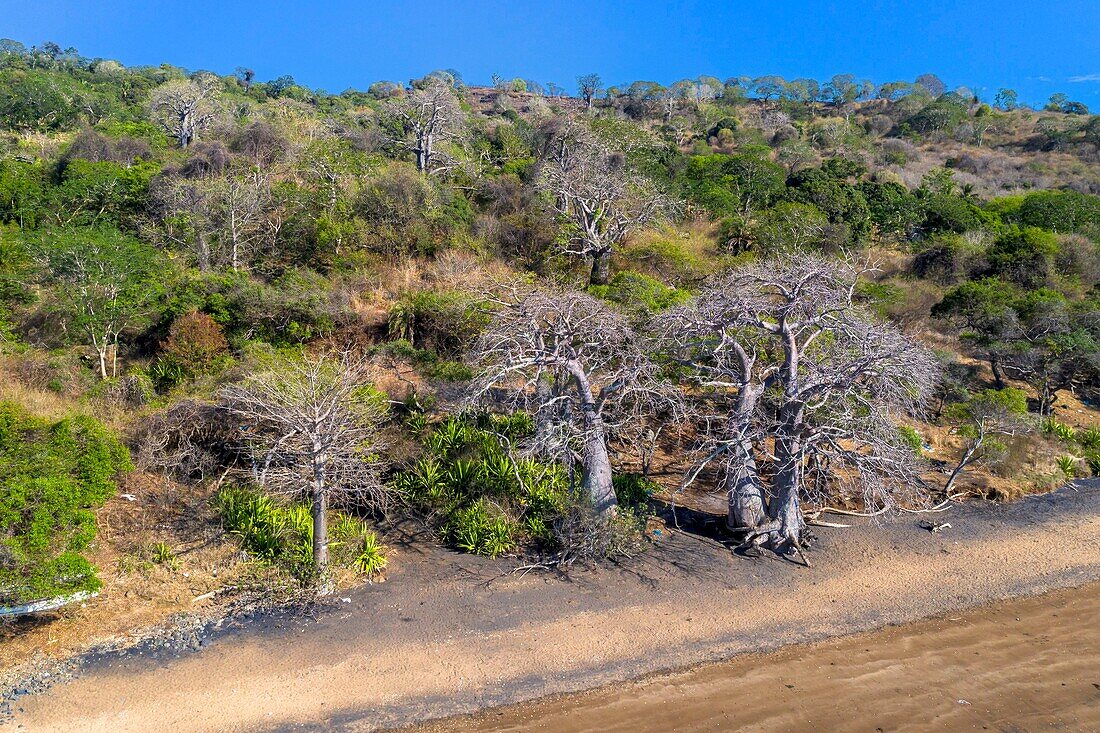 Frankreich, Insel Mayotte (französisches Überseedepartement), Grande Terre, Nyambadao, Baobab neben dem Strand von Sakouli (Luftaufnahme)