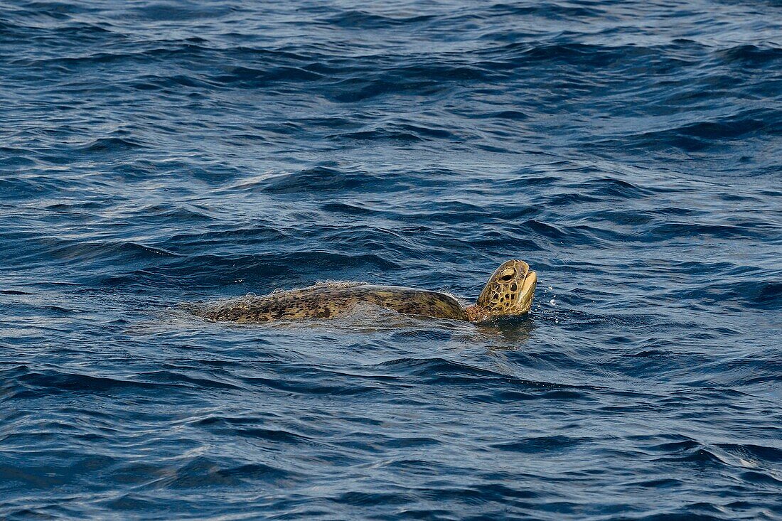 Frankreich, Insel Mayotte (französisches Überseedepartement), Petite Terre, Grüne Meeresschildkröte (Chelonia mydas)