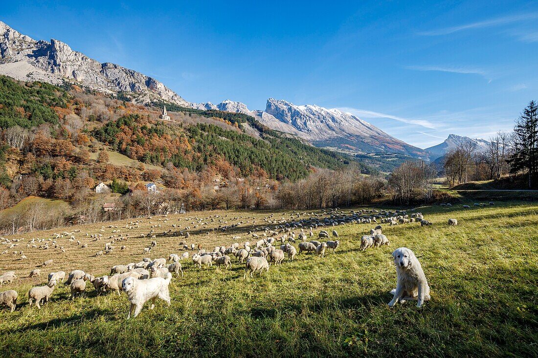 France, Hautes Alpes, the Dévoluy massif, Saint Disdier en Dévoluy, herd of sheep in a meadow, in the background the chapel of Gicons Romanesque style of the eleventh and twelfth centuries, better known as La Mere Église, the Mountain of Saint Gicon and the Mountain of Faraut