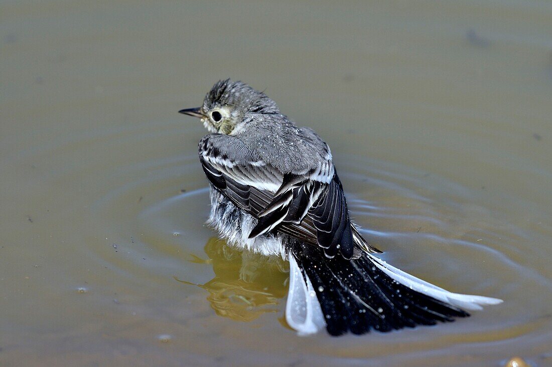 France, Doubs, white wagtail (Motacilla alba), young in small pond, bath