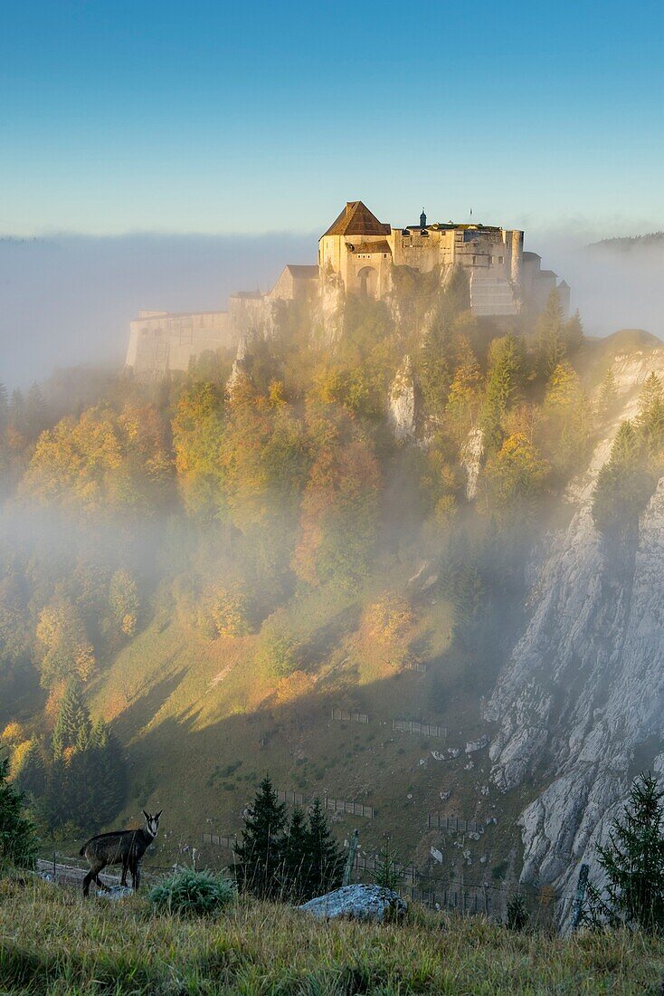 France, Doubs, Pontarlier, Cluse and Mijoux, the fort of Joux surrounded with fog seen the slopes of the fort of Larmont and chamois