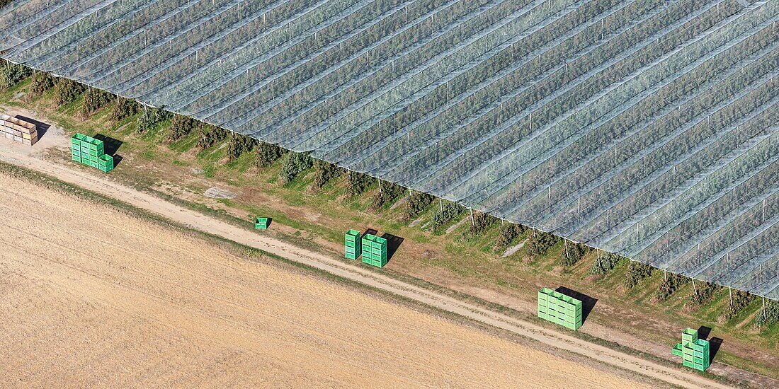France, Vendee, Mareuil sur Lay Dissais, anti hail nets on fruit trees (aerial view)