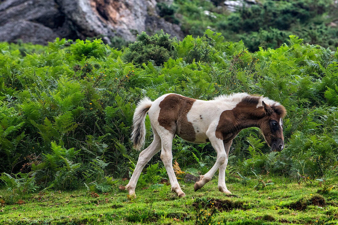 Pottok-Pferde grasen im Juli an den Hängen der Rhune (französisches Baskenland). Pottok oder Pottoka - gefährdet halbwilde Ponys in den baskischen Pyrenäen, Frankreich, in der Nähe des Col d'Ibardin und Le Lac de Xoldokogaina ou d'Ibardin