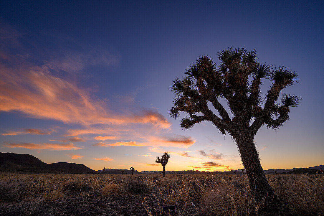 Joshua-Bäume bei Sonnenuntergang im Death Valley National Park, Kalifornien