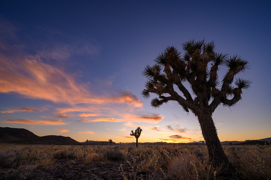 Joshua Trees at sunset in Death Valley National Park, California.