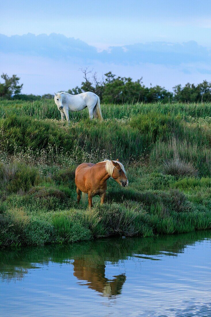 France, Bouches du Rhone, Regional Natural Park of Camargue, Saintes Maries de la Mer