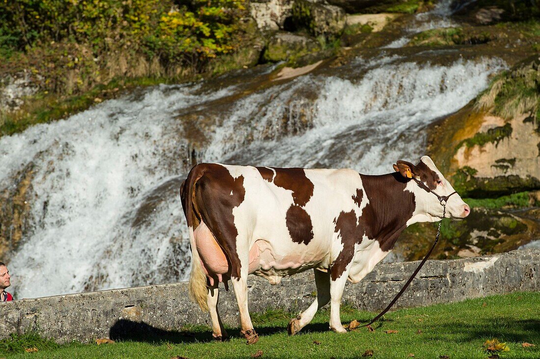 France, Jura, the losses of the river Ain with Village of Sirod and cow montbeliarde