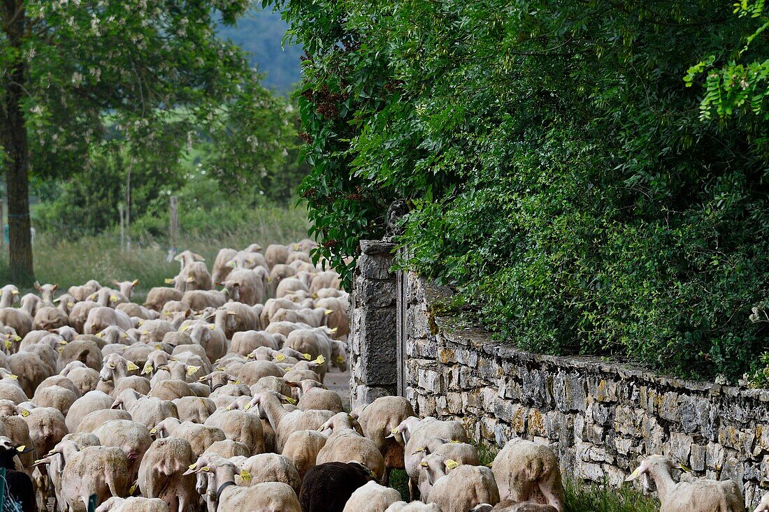 France, Lozere, Causse Mejean, sheep flock on the way to pasture