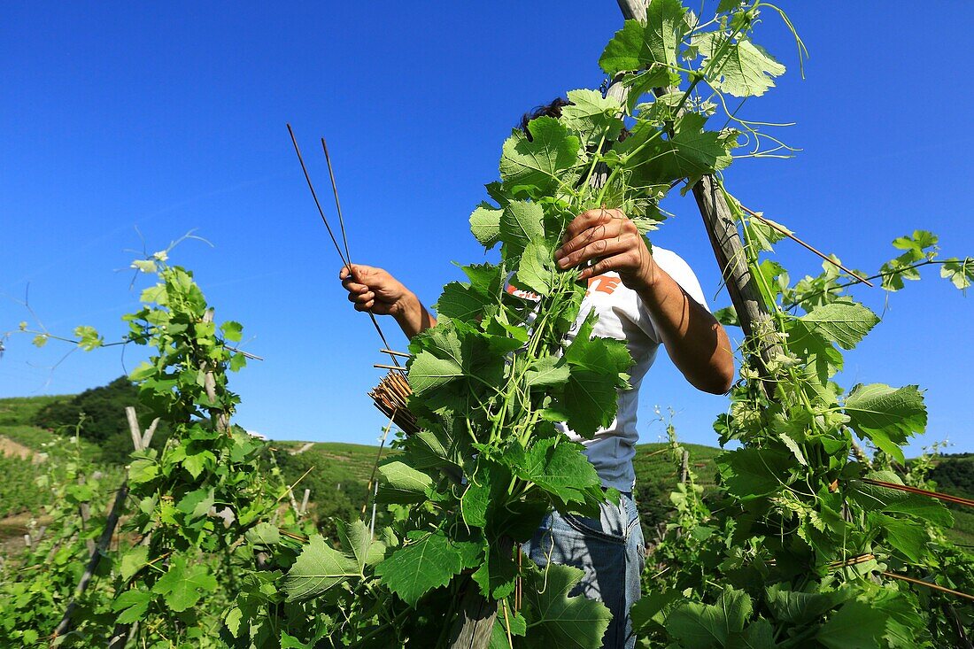 France, Rhone, Ampuis, vineyard AOC Cote Rotie