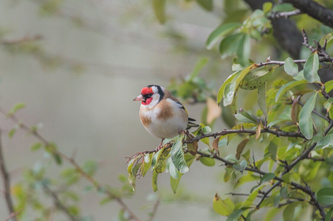 France, Ardeche, Vinezac, european goldfinch