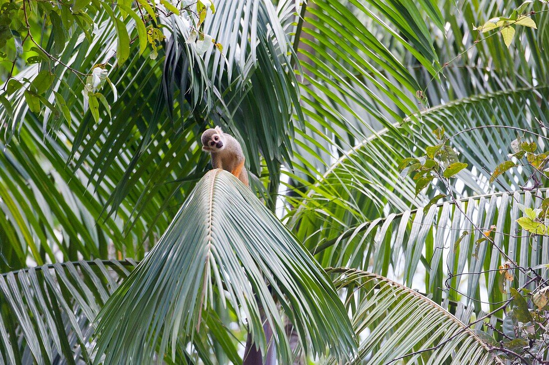 France, French Guiana, Cayenne, The Kaw Marsh Nature Reserve, Squirrel Monkey (Saimiri sciureus)