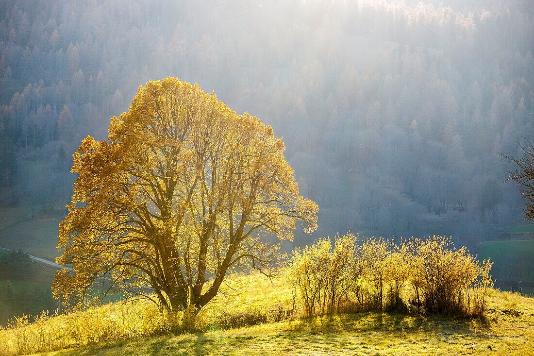 Frankreich, Hautes Alpes, Dévoluy-Massiv, Saint Etienne en Dévoluy, Schwarzpappel (Populus nigra) mit Herbstlaub