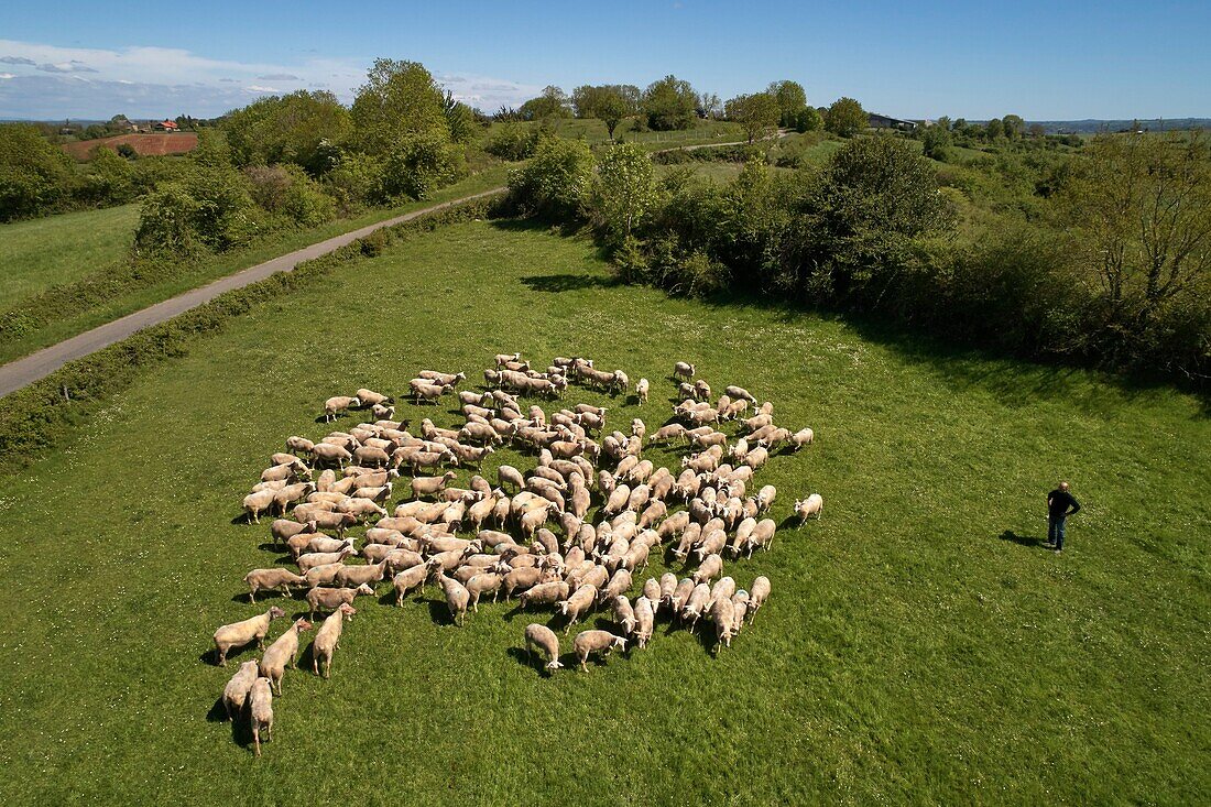 France, Aveyron Goutrens Laurent Foucras, Lamb Allaiton breeder, Aerial view