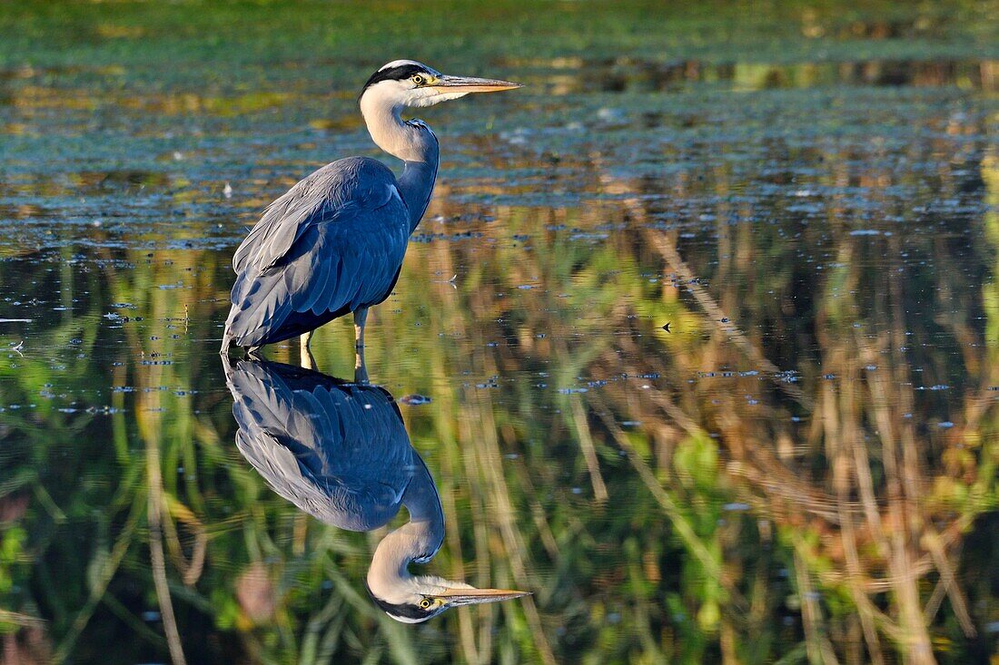 France, Doubs, Brognard, Allan's, natural area, Echassier, Gray Heron (Ardea cinerea), adult, calm water fishing