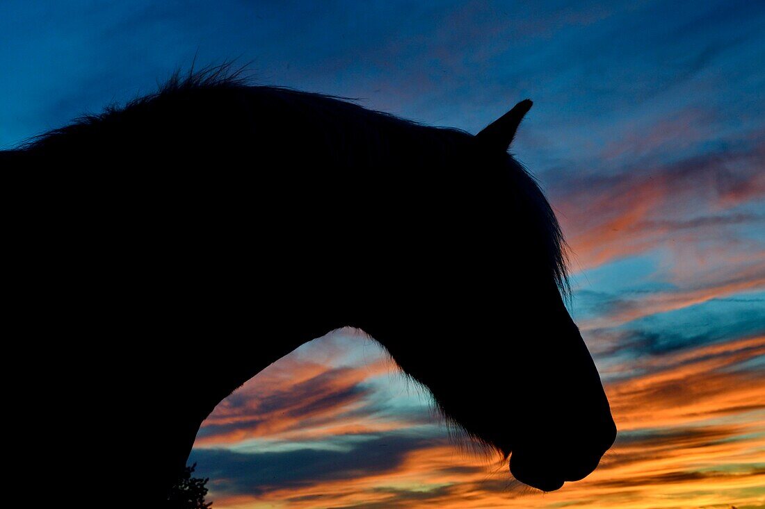 France, Doubs, horseback portrait against sunset background