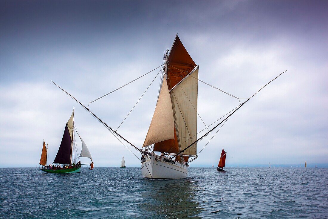 France, Finistere, Douarnenez, Festival Maritime Temps Fête, Biche, traditional sailboat on the port of Rosmeur
