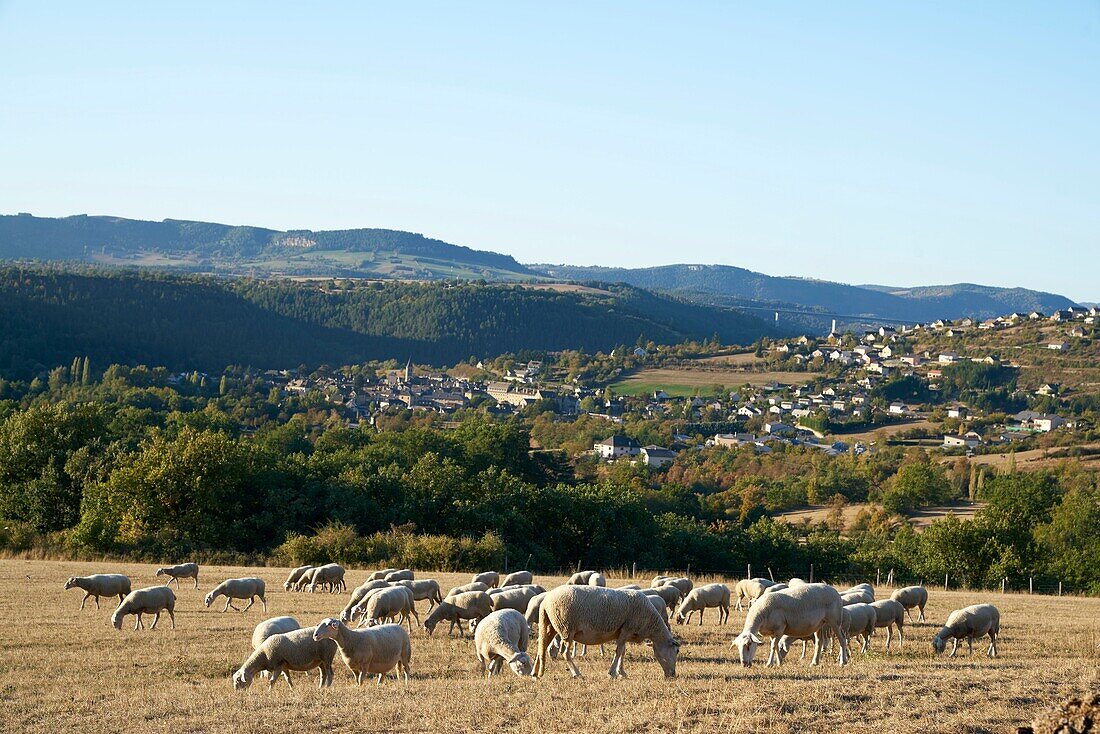 France, Lozere Marvejols Baptiste Barrere, breeder Lambs Lozere