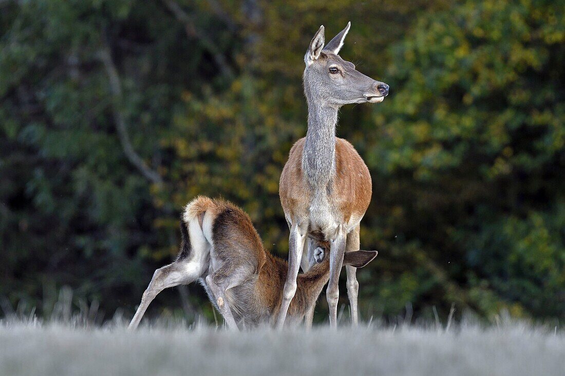 France, Haute Saone, Red Deer (Cervus elaphus) young headache