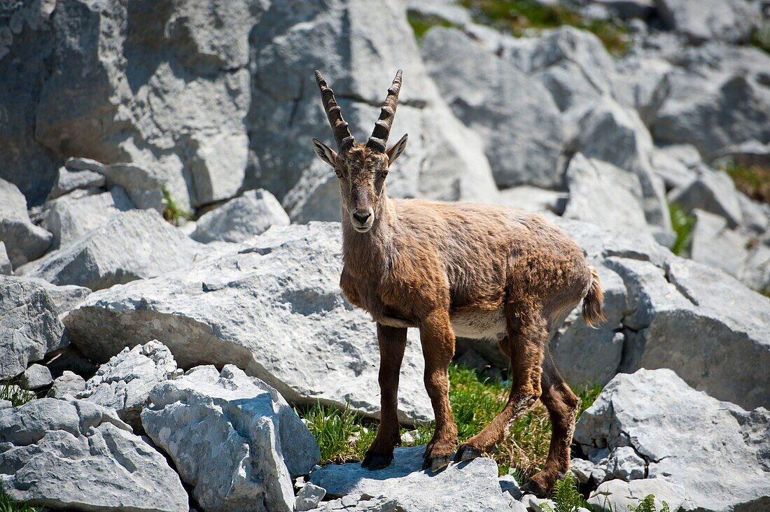 Frankreich, Haute Savoie, Thorens-Glières, Steinbockmännchen auf dem Sous-Dine-Gebirge