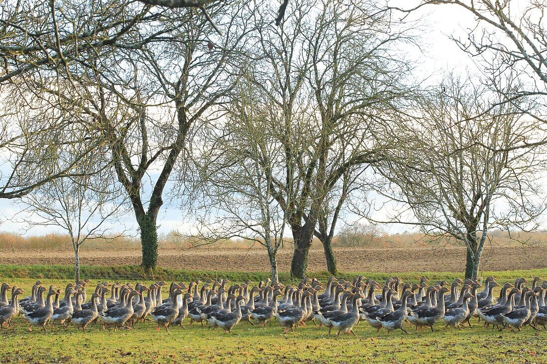 France, Dordogne, Perigord, Sorges, Andrevias farm, geese free for the production of foie gras directly on the spot