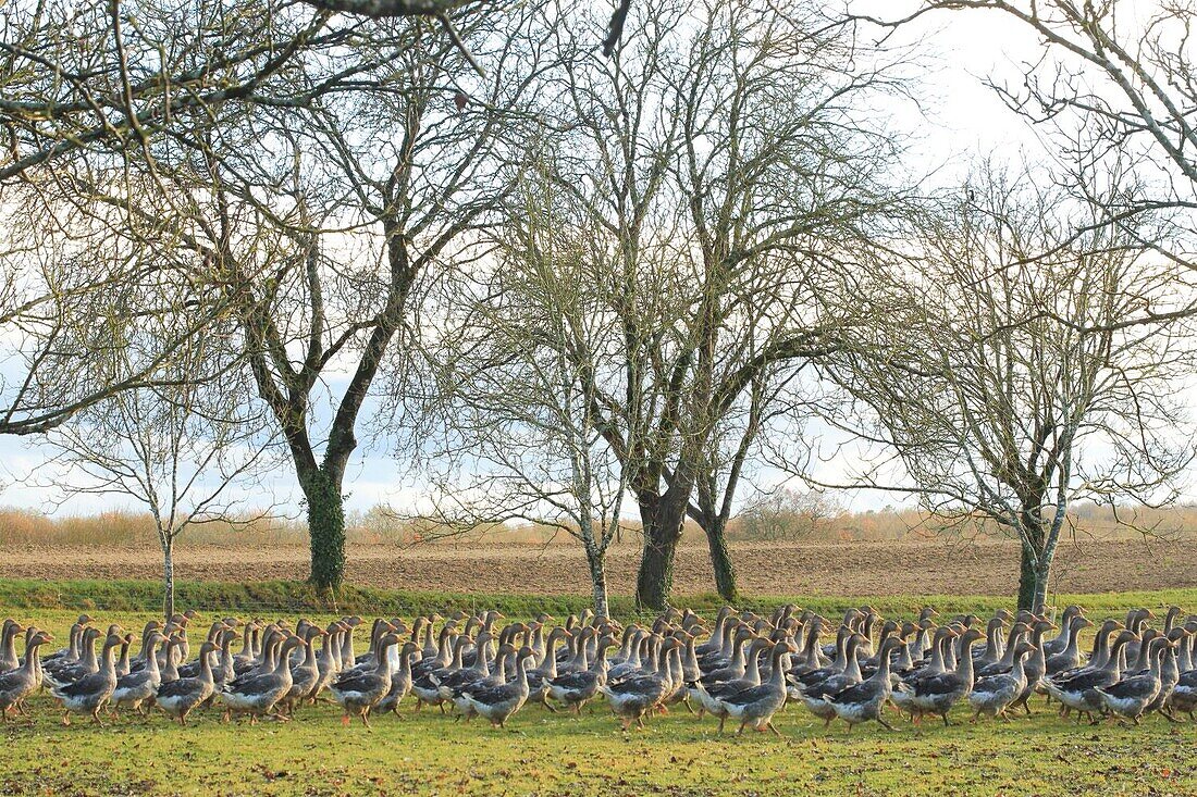 Frankreich, Dordogne, Perigord, Sorges, Andrevias Bauernhof, Gänse frei für die Herstellung von Foie gras direkt vor Ort