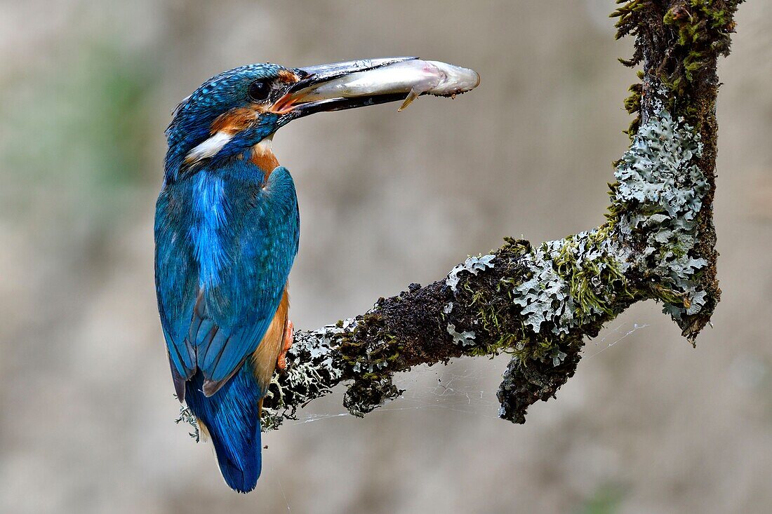 Frankreich, Doubs, Allenjoie, Fluss Allan, Brut, Fütterung, Eisvogel (Alcedo atthis), Männchen