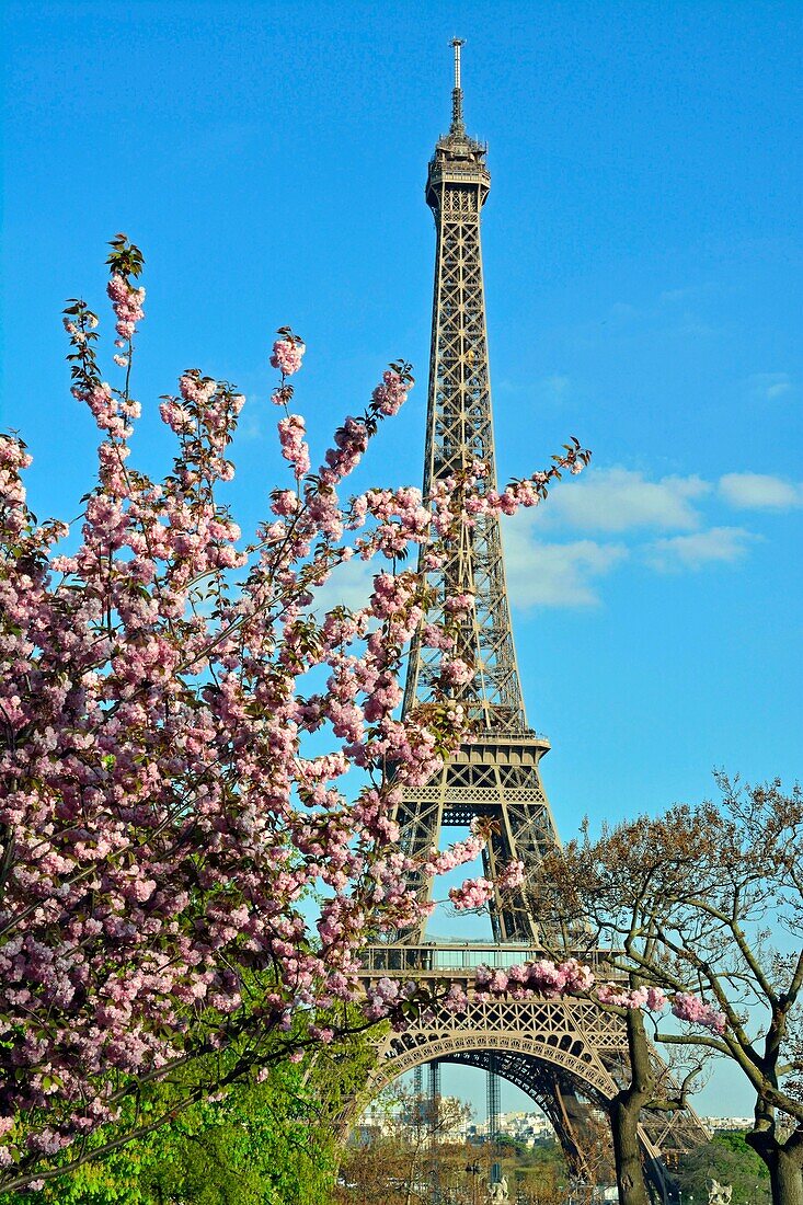 France, Paris, area listed as World Heritage by UNESCO, Champs de Mars, the Eiffel Tower in spring