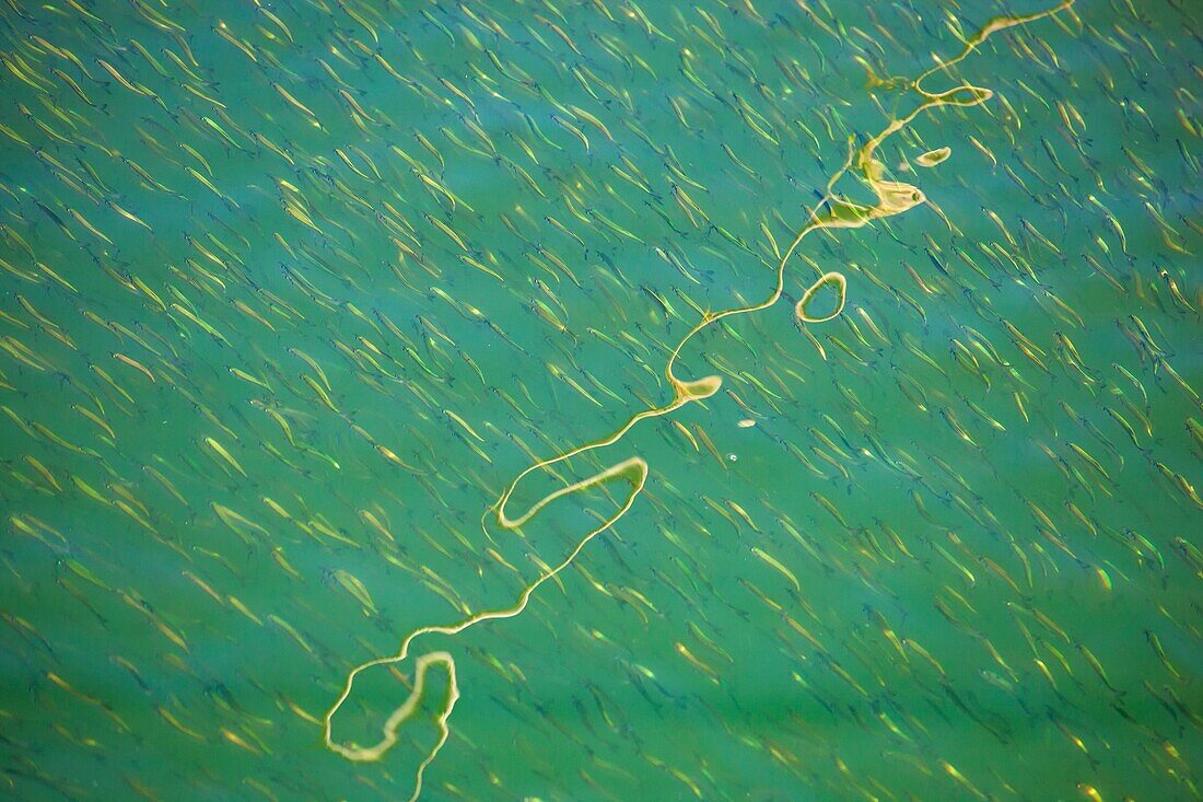 France, Finistere, Douarnenez, Festival Maritime Temps Fête, Shoal of fish on the port of Rosmeur