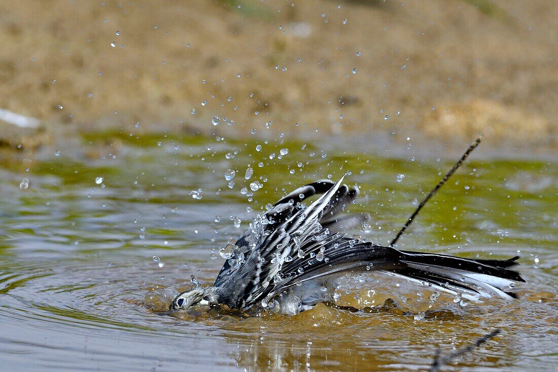 France, Doubs, white wagtail (Motacilla alba), young in small pond, bath