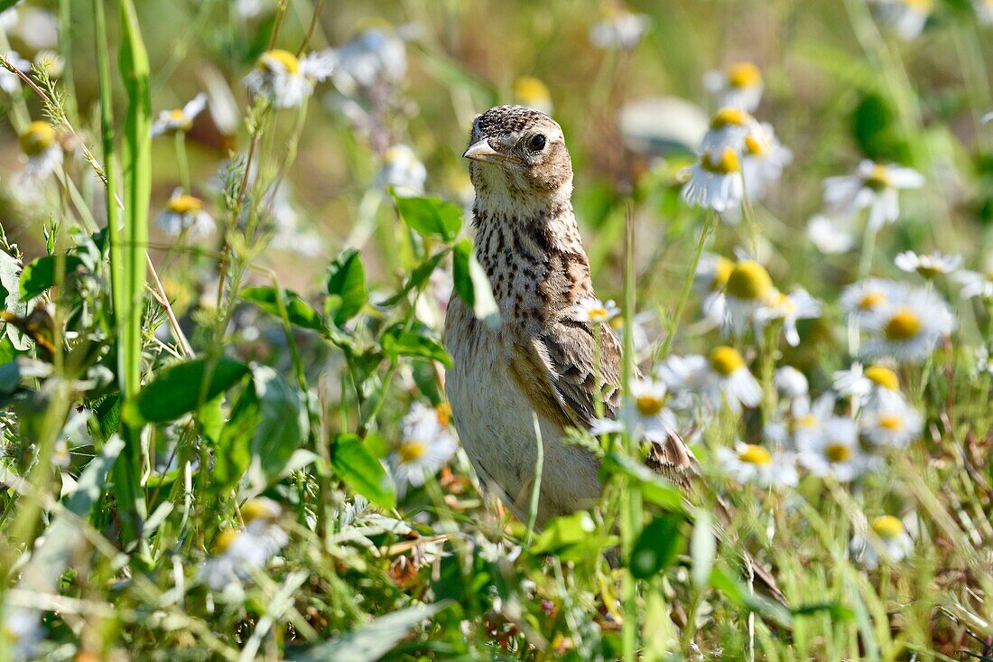 France, Doubs, Eurasian skylark (Alauda arvensis) on the ground