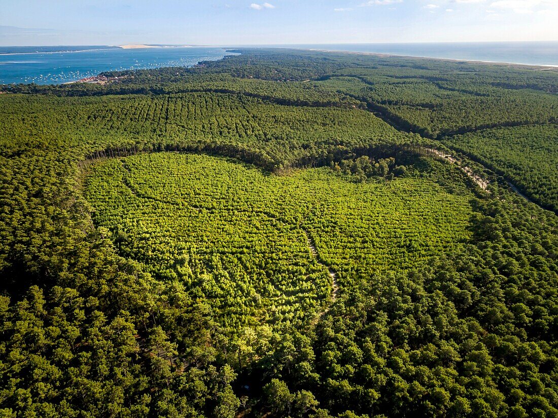 Frankreich, Gironde, Bassin d'Arcachon, Lege Cap Ferret, Kiefernwald, herzförmiger Baumschnitt (Luftaufnahme)