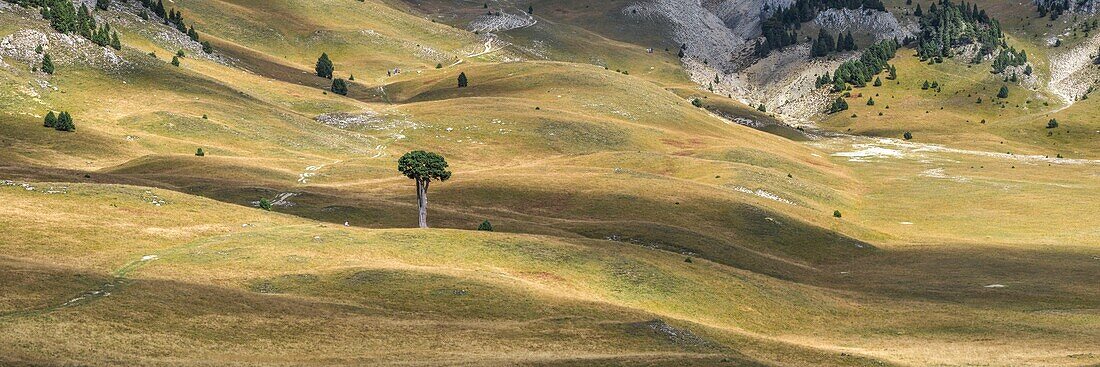 France, Vercors Regional Natural Park, landscape and tree