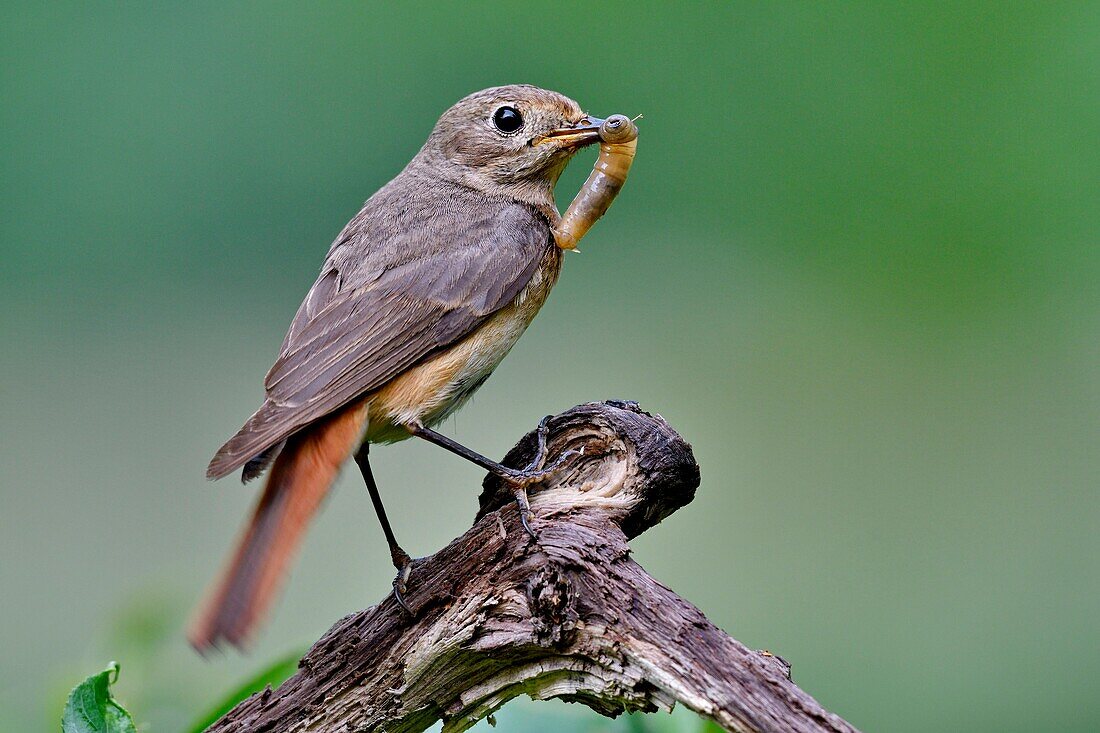 France, Doubs, Common redstart (Phoenicurus phoenicurus), female, feeding her young