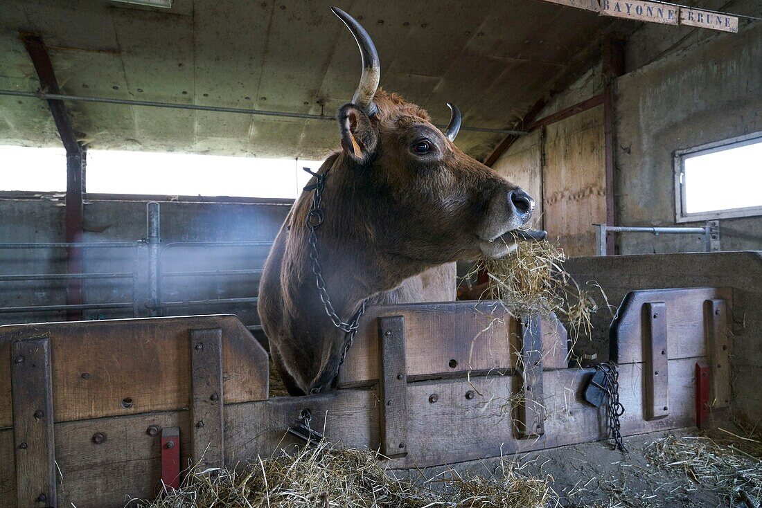 France, Aveyron, Laguiole, Celine Batut, breeder of the Aubrac cow