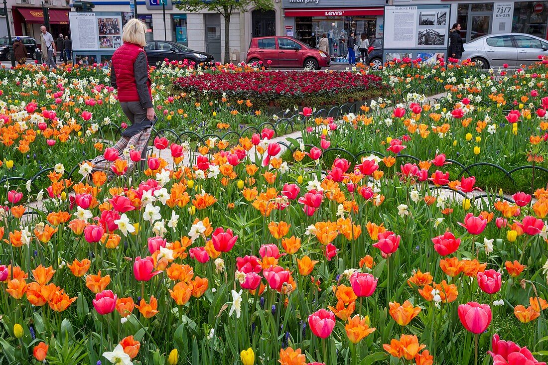 France, Hauts de Seine, Puteaux, Simone Veil square, tulips