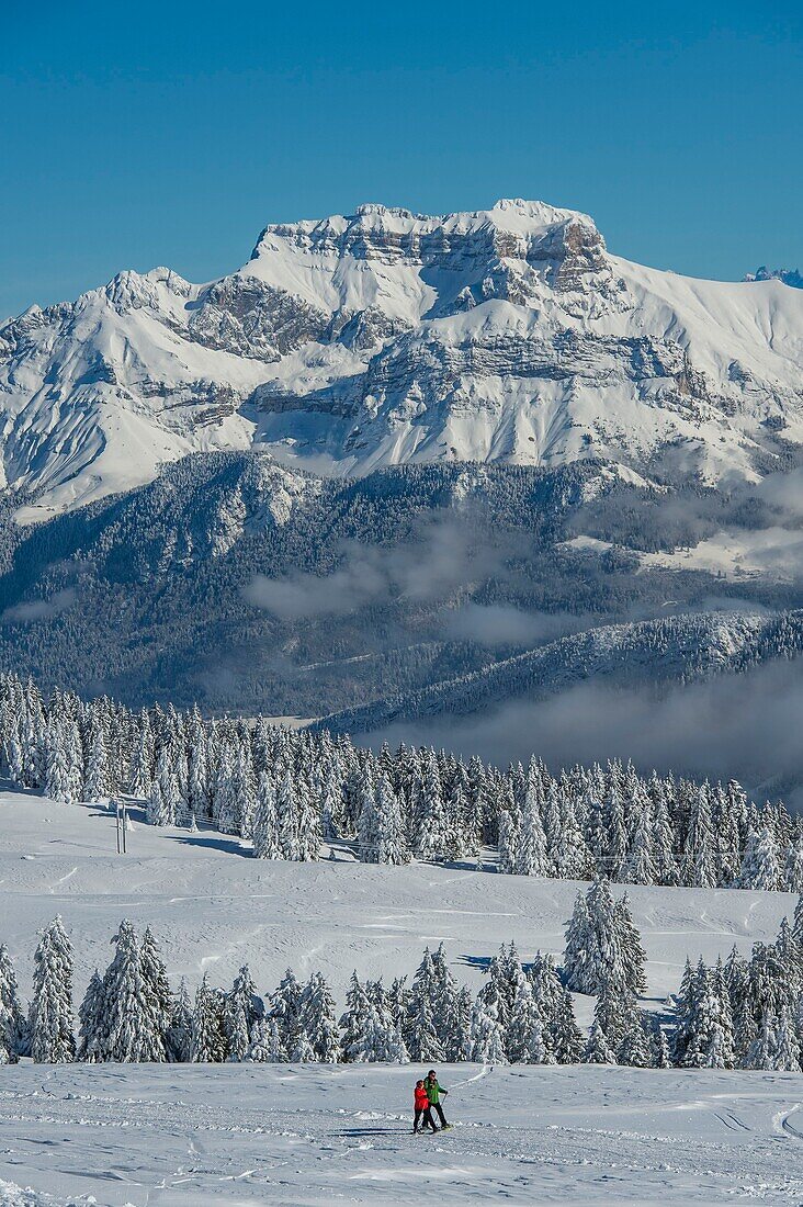 France, Haute Savoie, massive Bauges, above Annecy limit with the Savoie, the Semnoz plateau exceptional belvedere on the Northern Alps, pedestrian trails and the Tournette Mountain