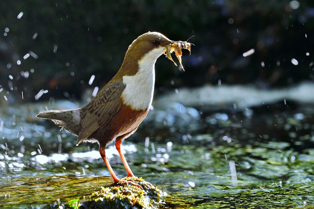 Frankreich, Doubs, Creuse-Tal, Wasseramsel (Cinclus cinclus) im Bach, Altvogel auf der Jagd nach Futter für seine Jungen